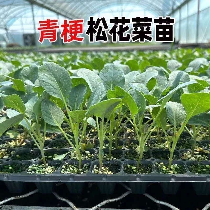 有机松花菜苗菜青梗秧苗庭院种植秋冬耐寒蔬菜苗阳台庭院种植