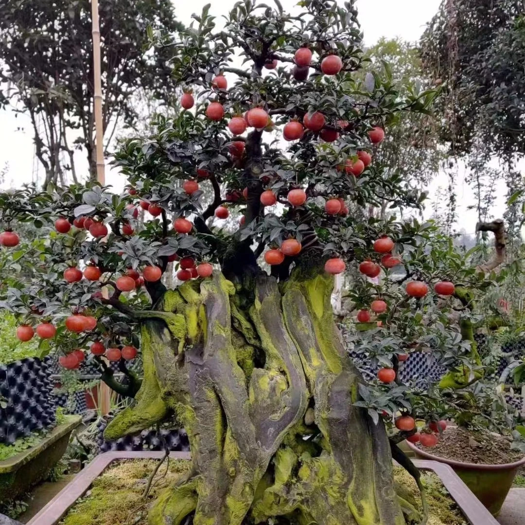 金弹子盆景一物一拍