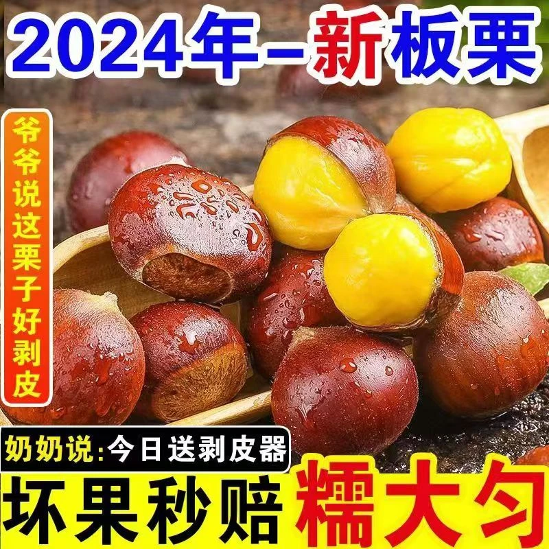 【现摘】新鲜板栗深山栗子丹东菜板栗软糯香甜
