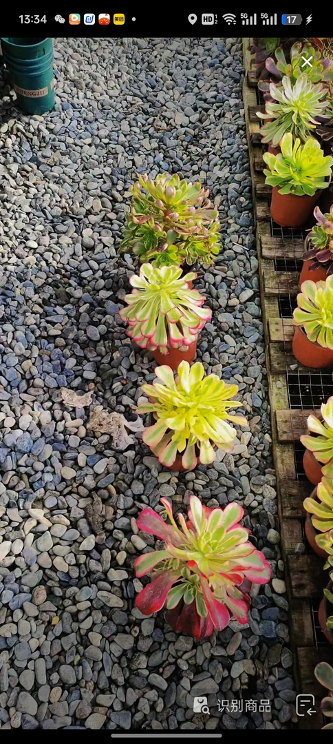 【春天发货邮费到付】四颗套餐随机法师锦免费寄养