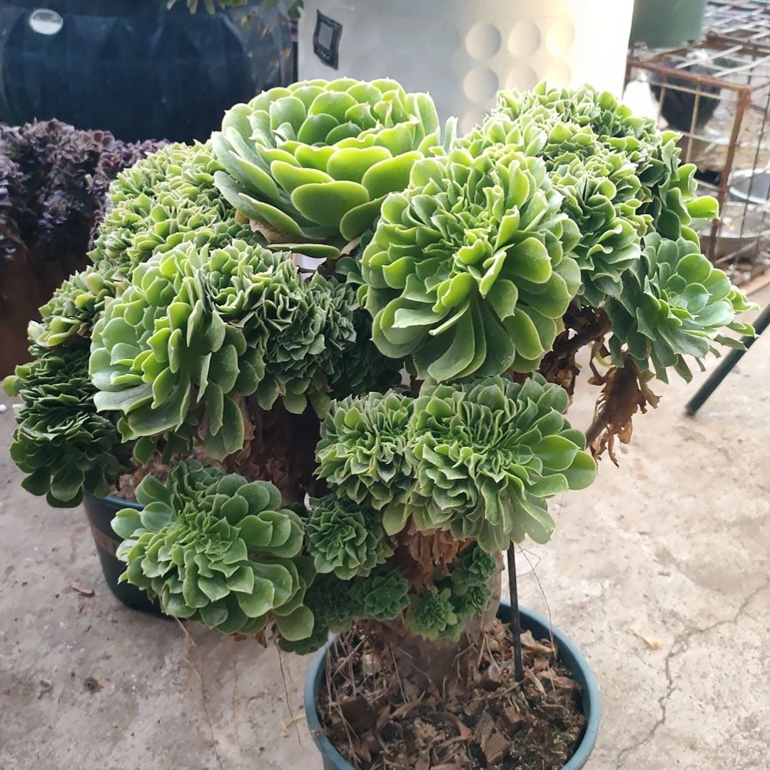 磐*多肉法师锦缀化