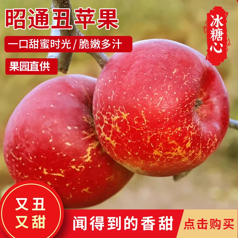 云南昭通丑苹果冰糖心新鲜采摘包邮