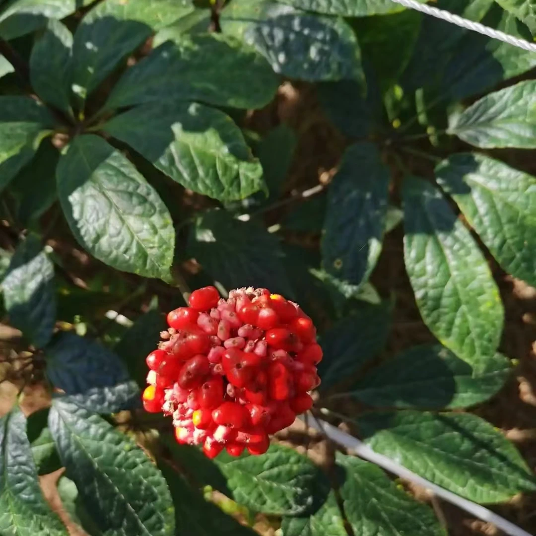 七叶三七无熏过蔬菜【自然晾晒】根茎