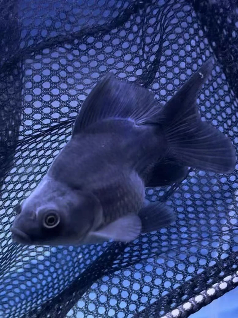 （球体墨蝶蝴蝶鲤】11-14公分球体纯种墨蝶蝴蝶鲤家养观赏鱼高背鳍