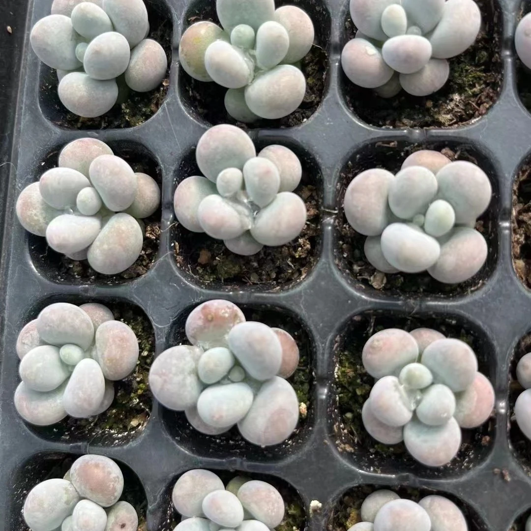 韩版奶酪穴盘汤圆腰子桃蛋胖嘟嘟多肉植物阳台露台萌物可爱粉嘟嘟