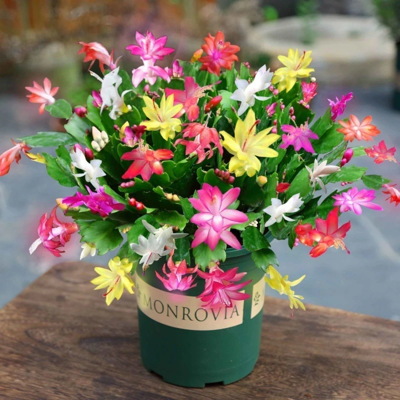 蟹爪兰批发带花苞盆栽大花苗带根室内阳台花卉可嫁接四季开花绿植