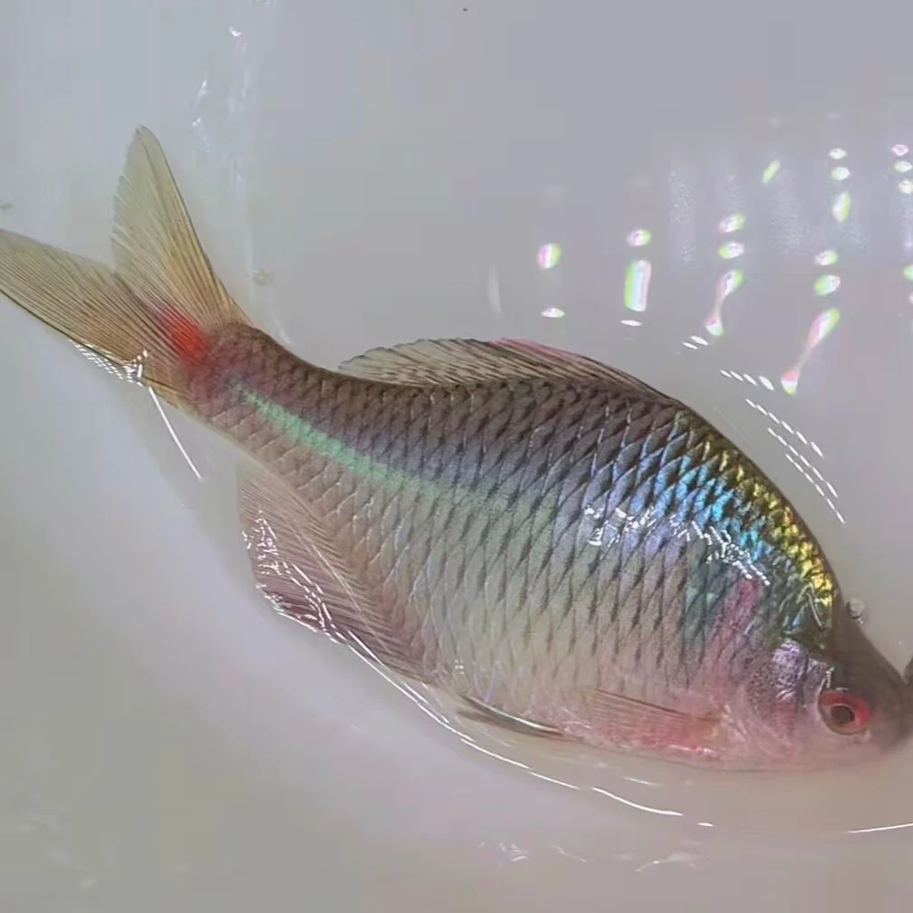 西藏新疆自治区东三省拍