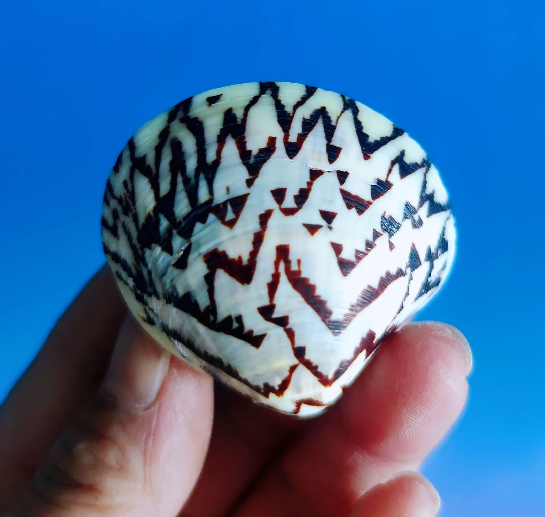 天然稀有海螺贝壳秀峰文蛤标本螺鱼缸水族造景装饰地中海家居收藏