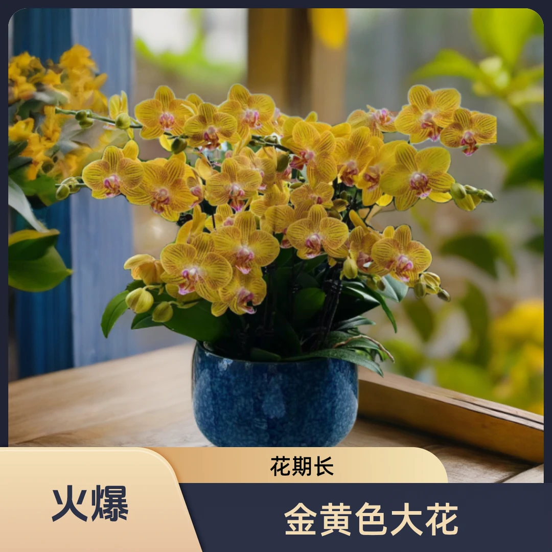 【香菠萝】金黄色花系带蜡质蝴蝶兰基地种植生长带兰花发货星花怒放