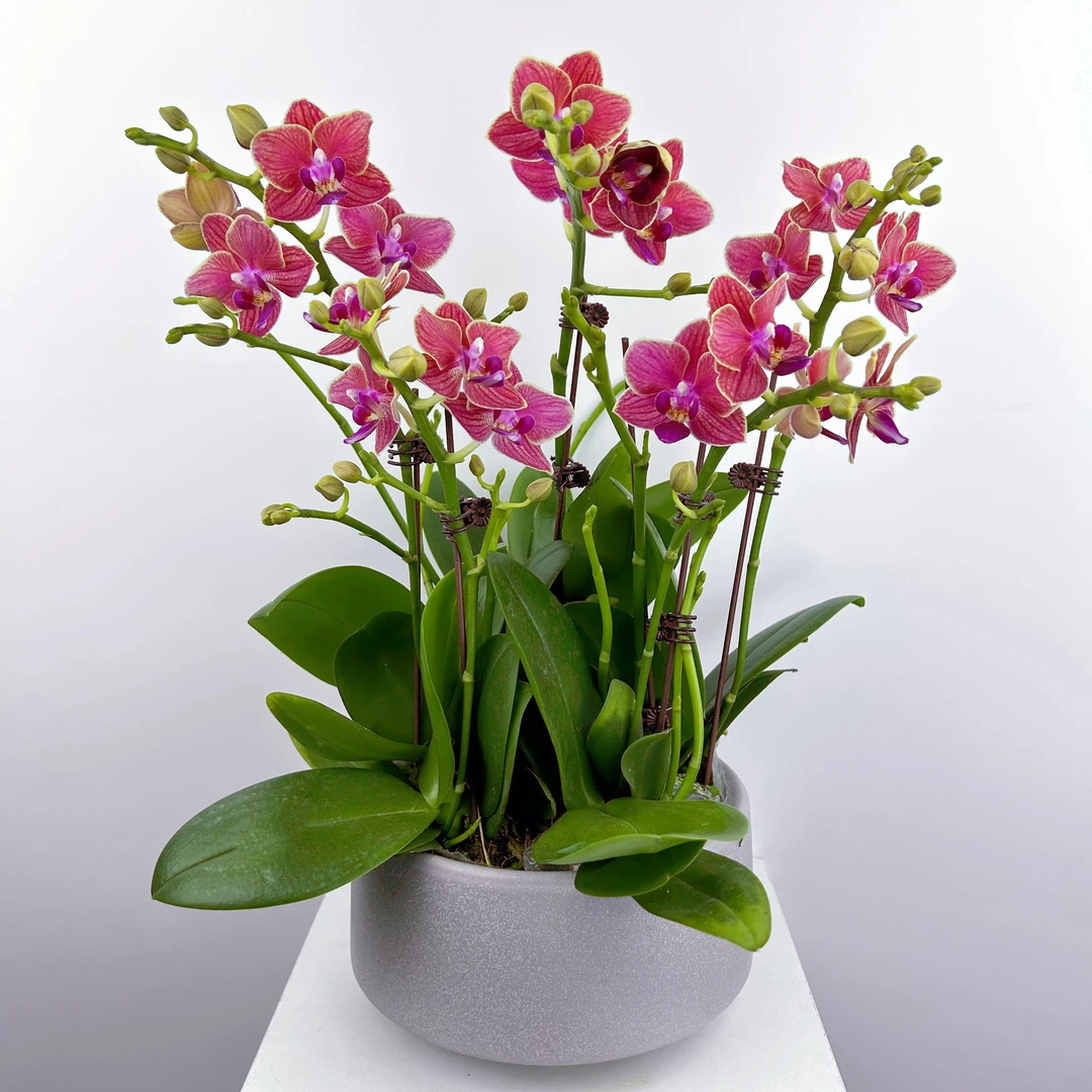 【金边玲珑】樱花色花系蜡质蝴蝶兰基地种植生长带兰花发货星花怒放