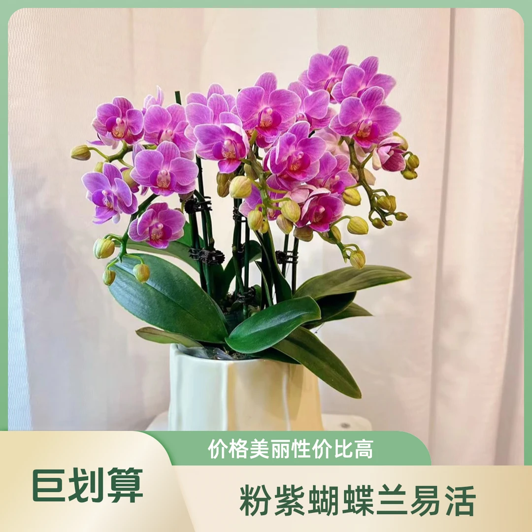 蝴蝶兰【小可爱】粉紫色小花系蝴蝶兰基地室内种植好养易活带花苞