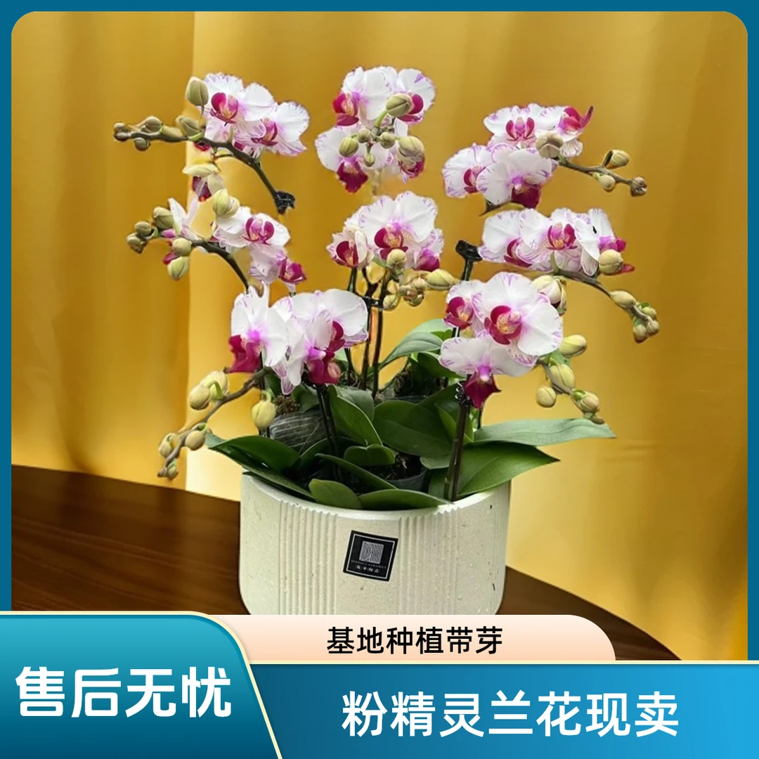 【粉精灵】粉白花系蝴蝶兰基地种植生长开花发货 鲜花绿植带花苞