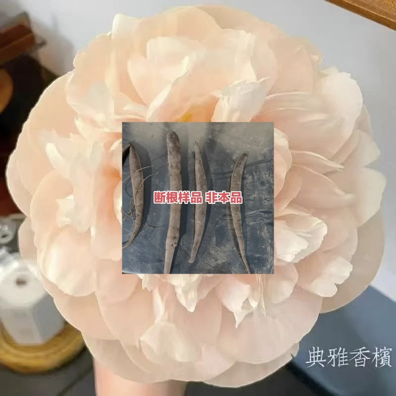 【典雅香槟断根】高端进口芍药 菏泽基地培育 对版发货 包成活