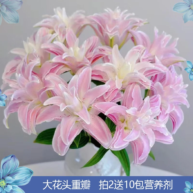 【大花头重瓣】两头伊莎贝拉百合3枝【拍2送10包营养剂】