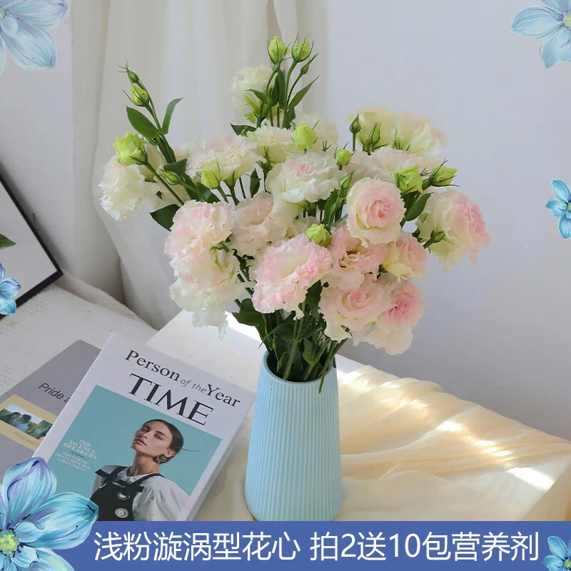 【浅粉漩涡型花心】冰淇淋桔梗一扎600克【云南现采现发】