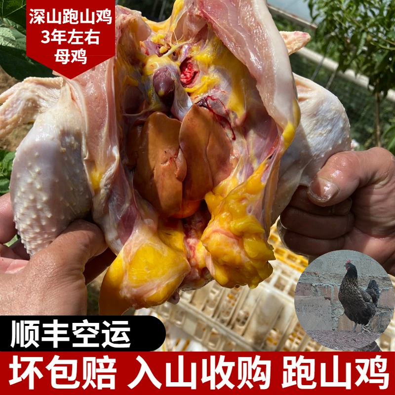 深山纯吃草年跑山鸡老母鸡纯土鸡笨鸡柴鸡大凉山农家散养跑地鸡