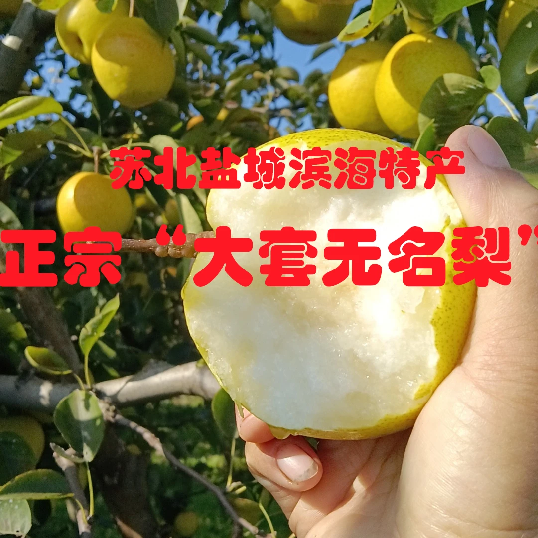 【正宗大套无名梨】顺丰水果快递苏北特产江苏滨海无名梨产地直销