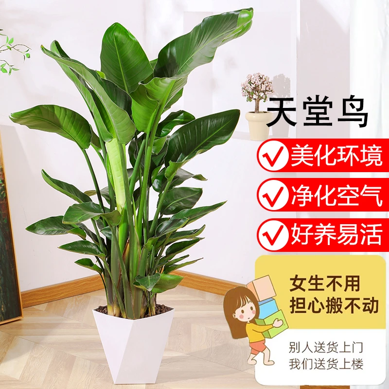 天堂鸟1.21-1.3米盆栽好养大型落地绿植真花办公室大叶植物鹤望兰