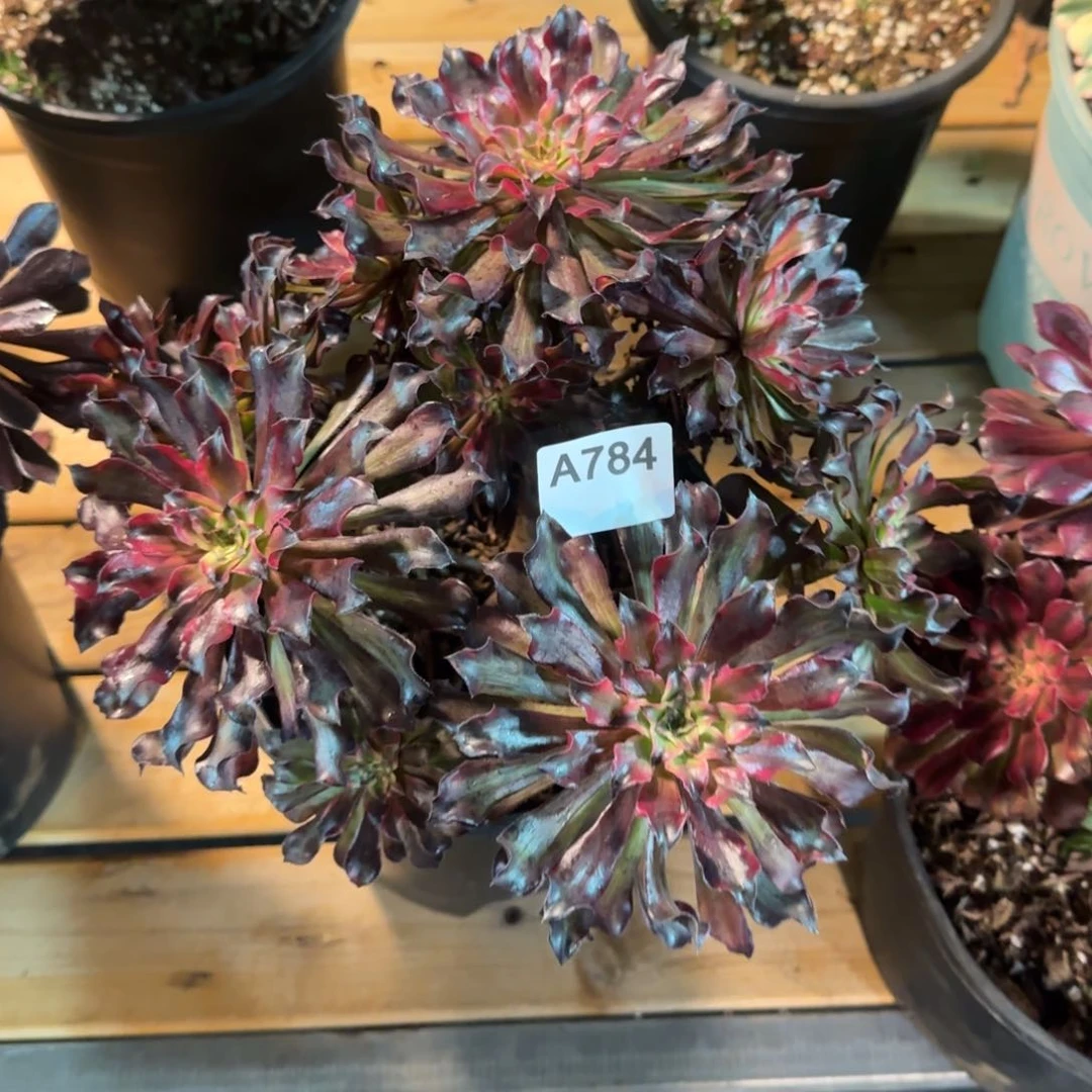 涵*雪姖多肉000784