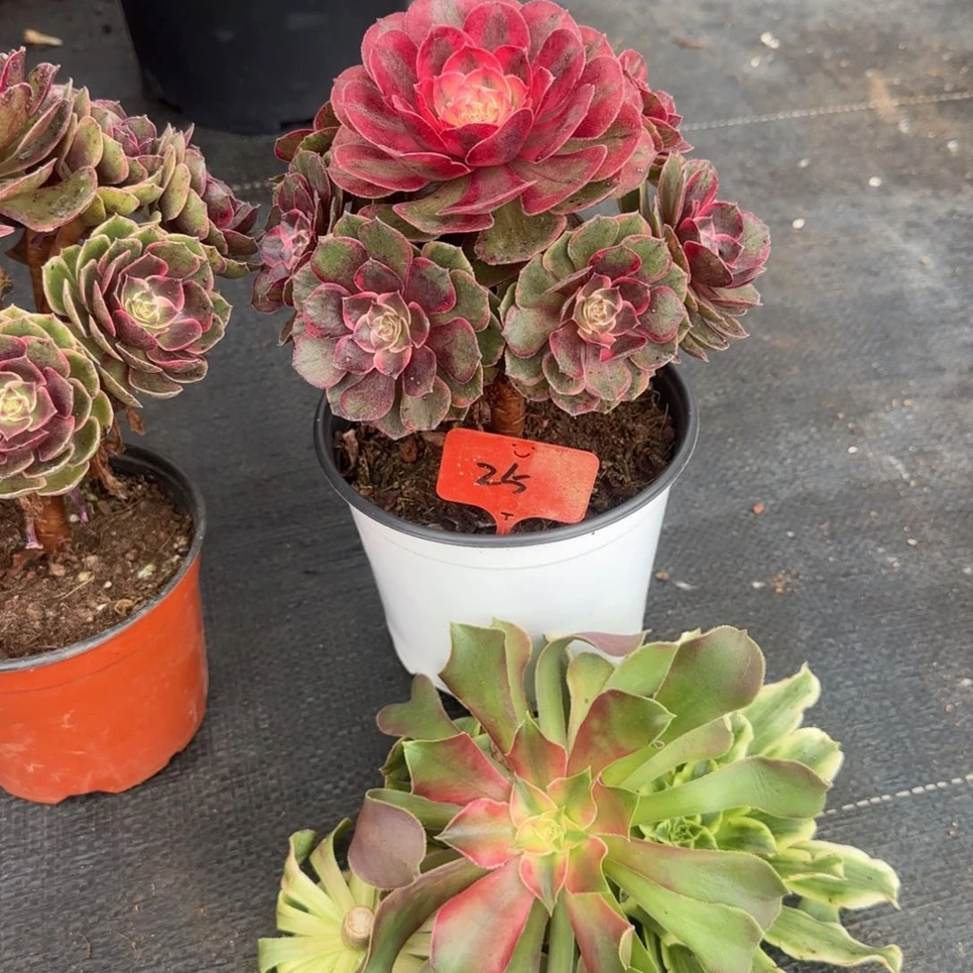 倪*梅精品多肉0000025