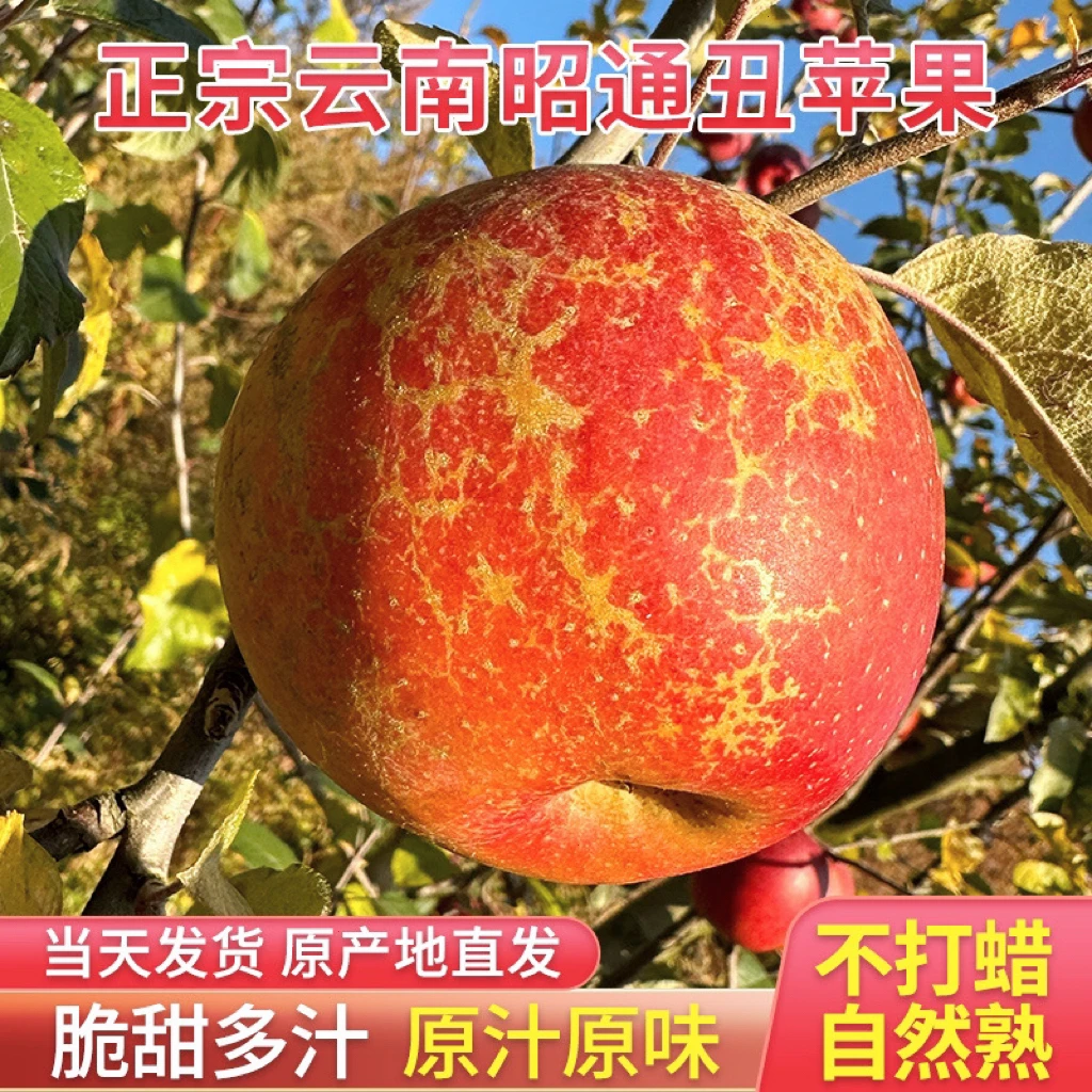 原生态现摘现发云南昭通丑苹果冰糖心新鲜水果一件5/10斤包邮脆甜