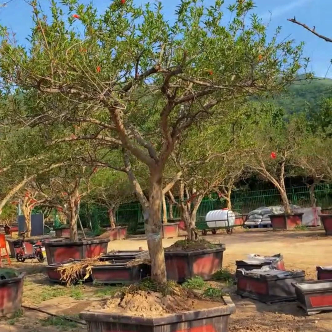大红袍老桩盆景树  改价专用
