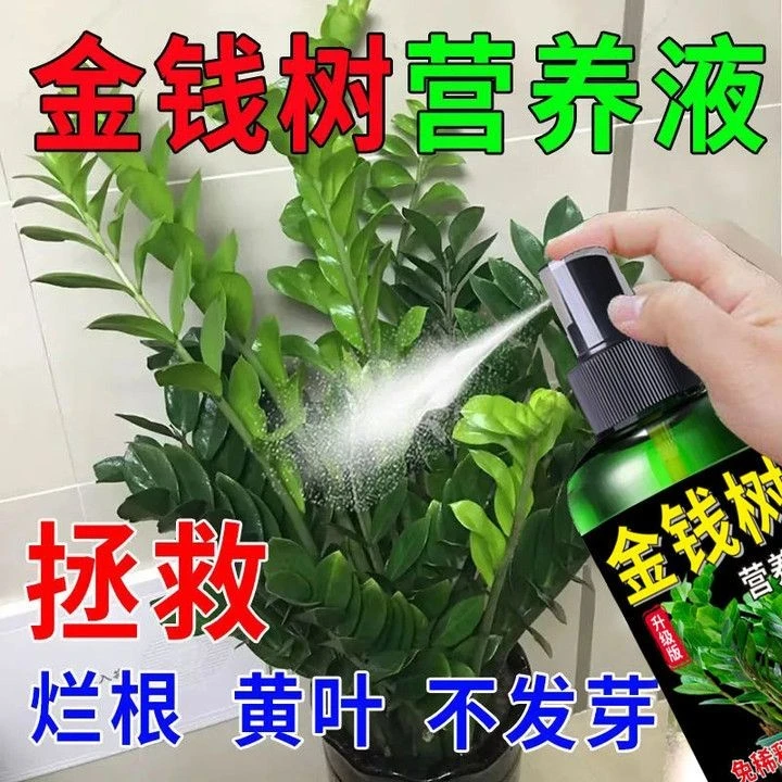 免稀释金钱树专用营养液家用花卉盆栽绿植物室内发财树叶面花肥料