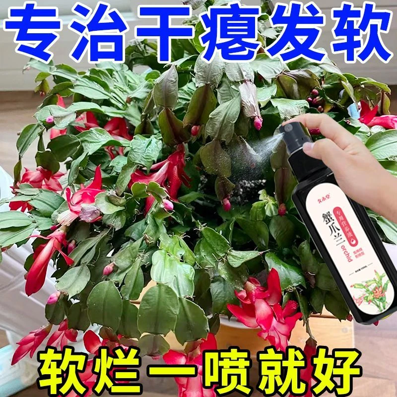 【急救软烂】蟹爪兰专用营养液急救发蔫软烂黄叶不开花壮根液体肥