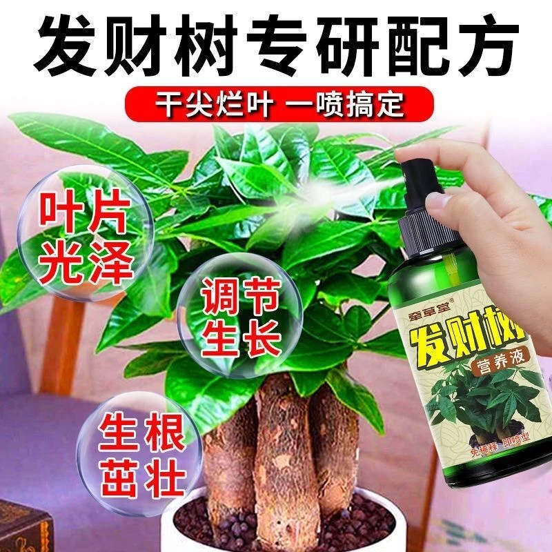 发财树营养液【爆新芽】发财树黄叶枯叶一喷绿壮苗生根免稀释肥喷施