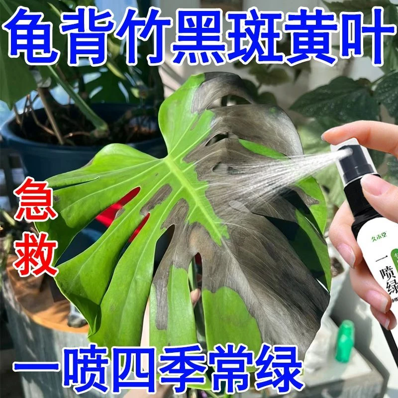 龟背竹营养液黄叶烂根叶片黑斑免稀释枯萎专用