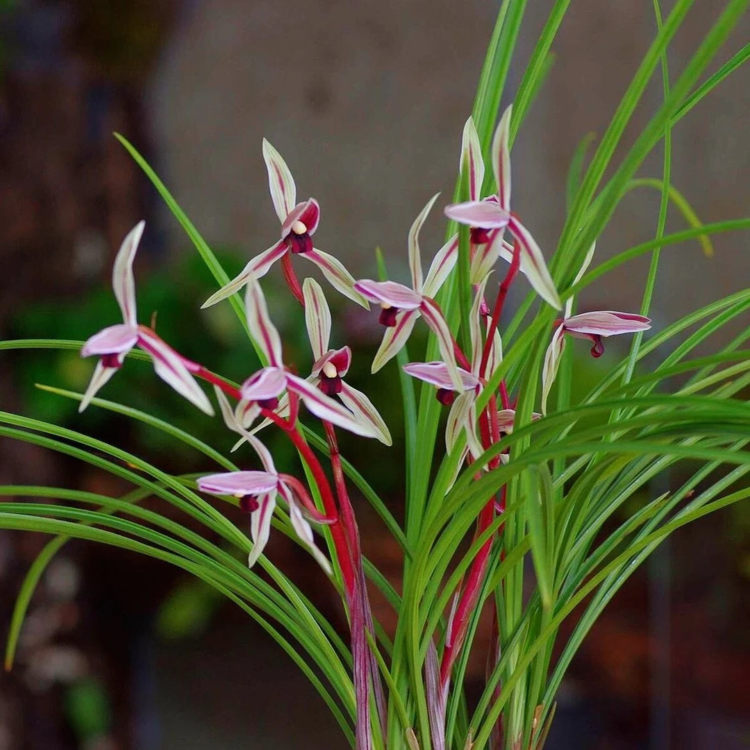 莲瓣兰碧龙红素 红花红舌 正品保证