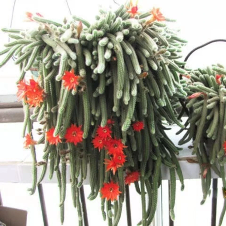 室内仙人指盆栽白檀毛毛虫多肉植物会开花的仙人掌桌面