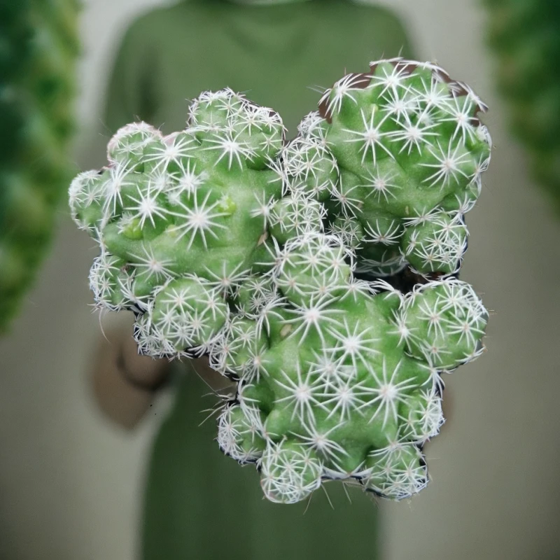 白鸟仙人球多肉植物 办公桌 客厅组合迷你拼盘小盆栽