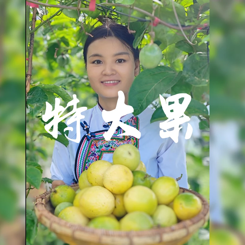 现摘现发 贵州特大百香果5斤礼盒装