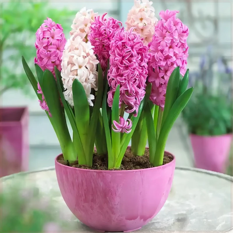 四季进口荷兰花卉盆栽水培土培地栽正宗风信子花好养开花阳台种球
