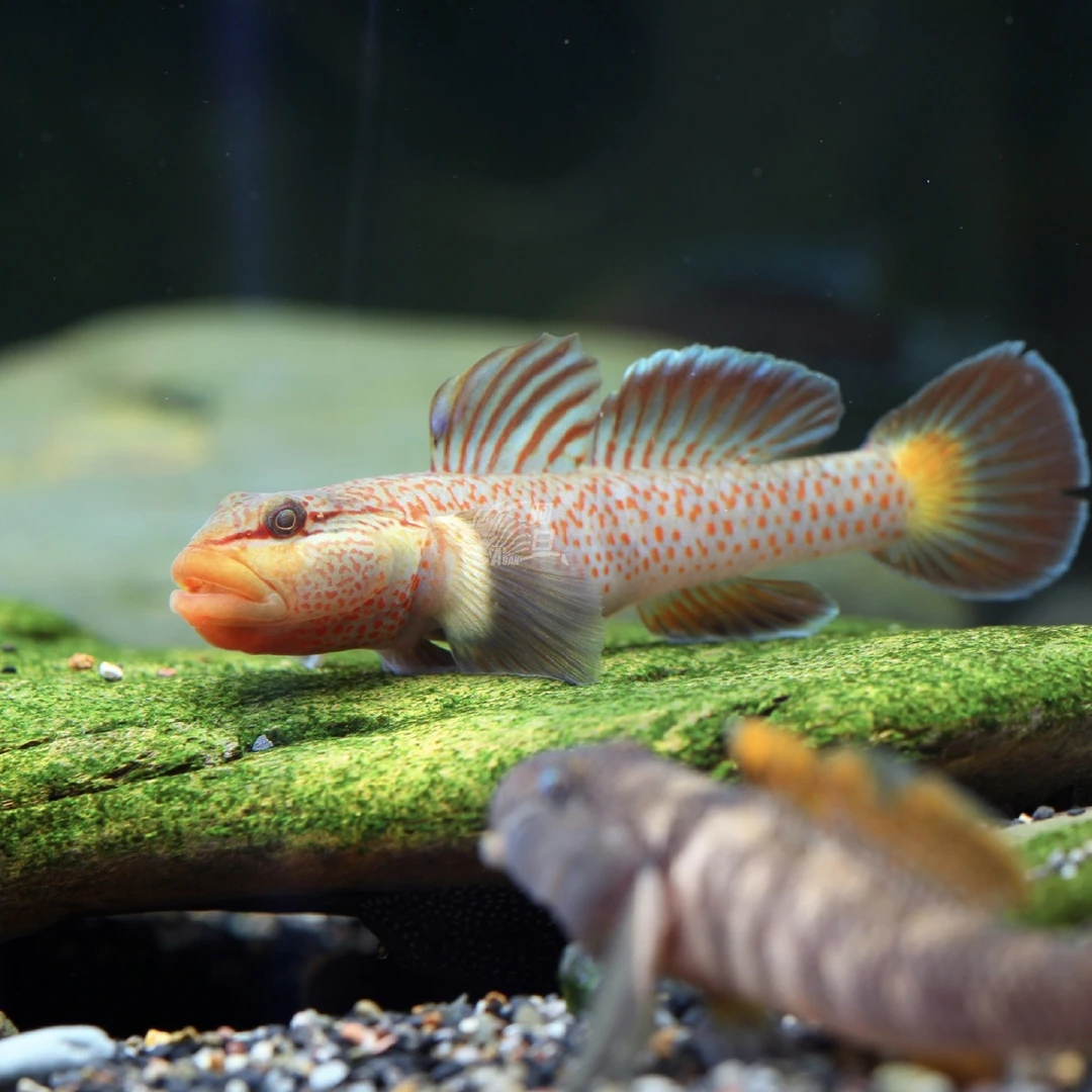 原生鱼虾虎鱼淡水鱼虾虎鱼小型鱼神农虾虎 溪流鱼活体虾虎鱼