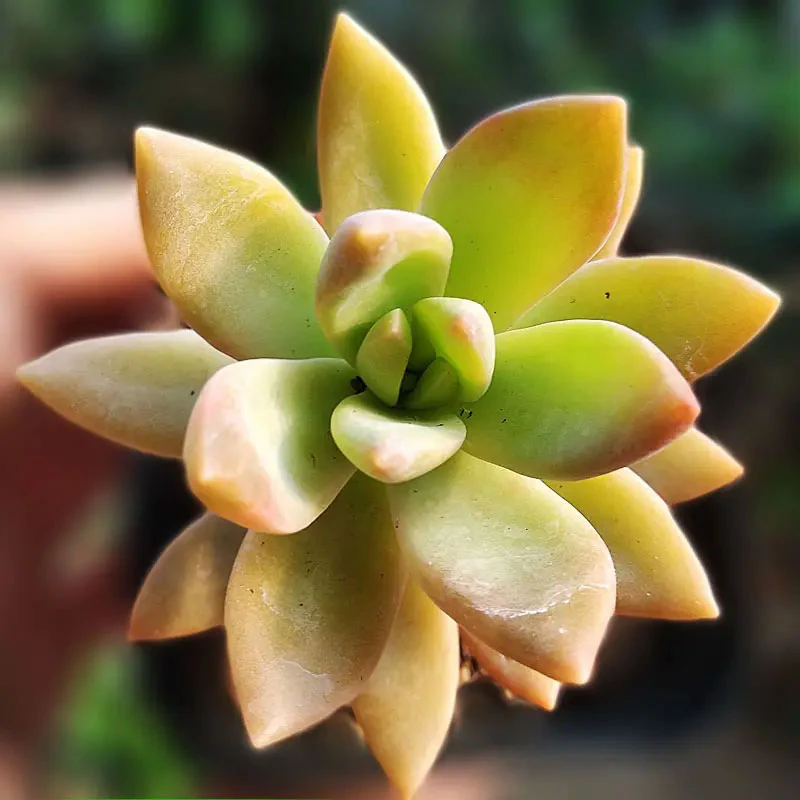 多肉【明月】穴盘苗 满9.9包邮发货 颜色会有变化