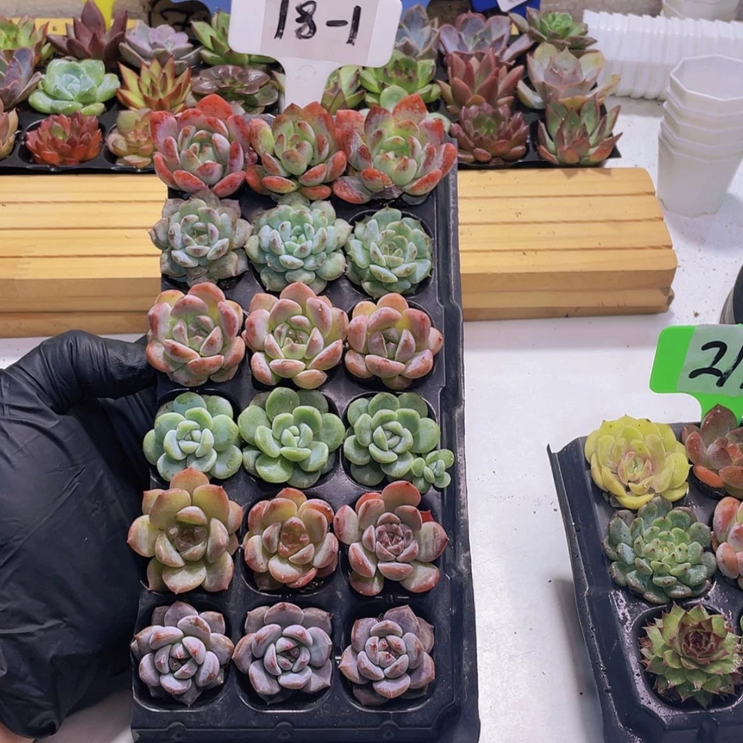 【闪购商品】18颗-1号约2.5厘米