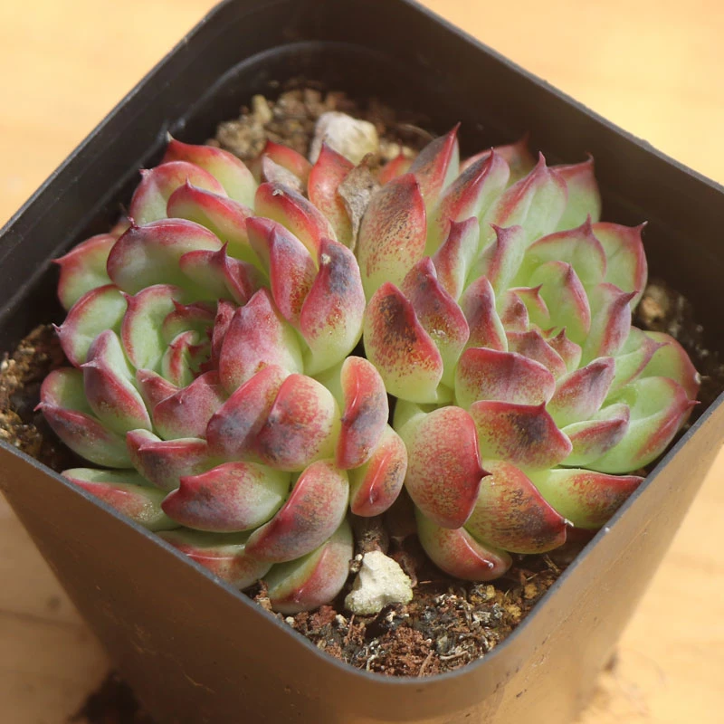 多肉植物【马塞尔】满9.9元包邮发货 以直播间实物为准 颜色会变化