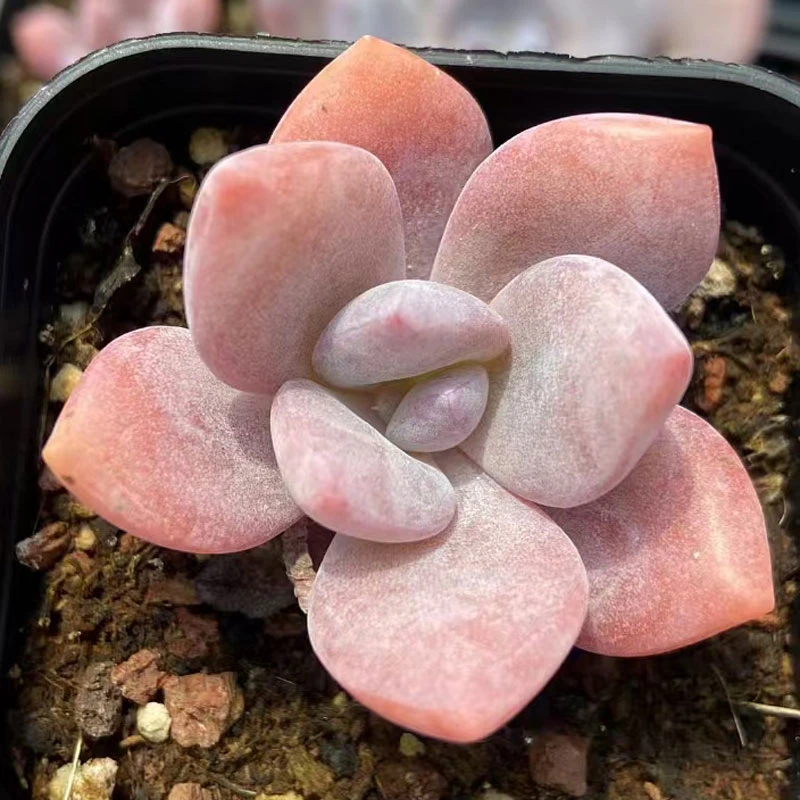 多肉植物【红茶】满9.9元包邮发货 以直播间实物为准 颜色会变化