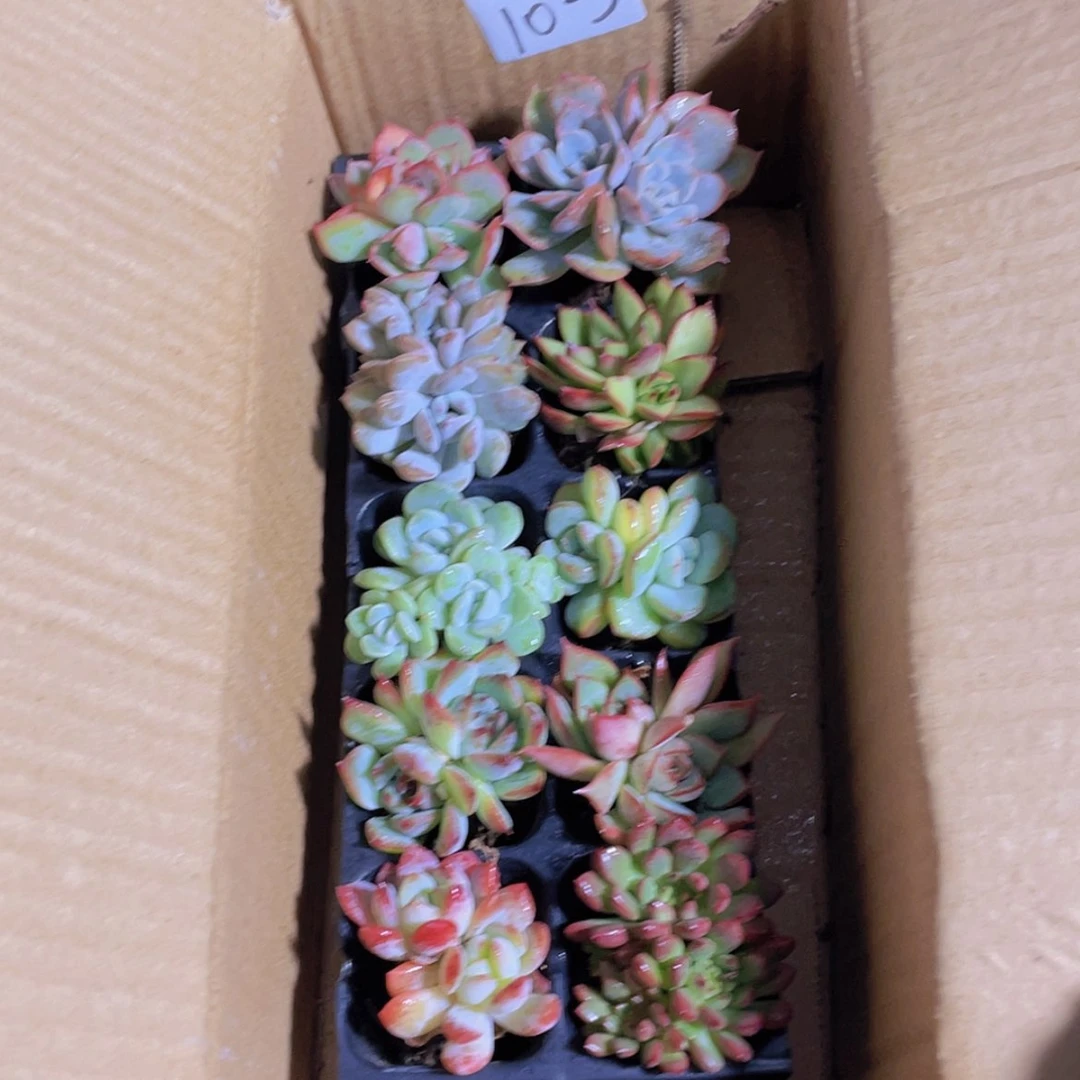 【闪购商品】10颗-3
