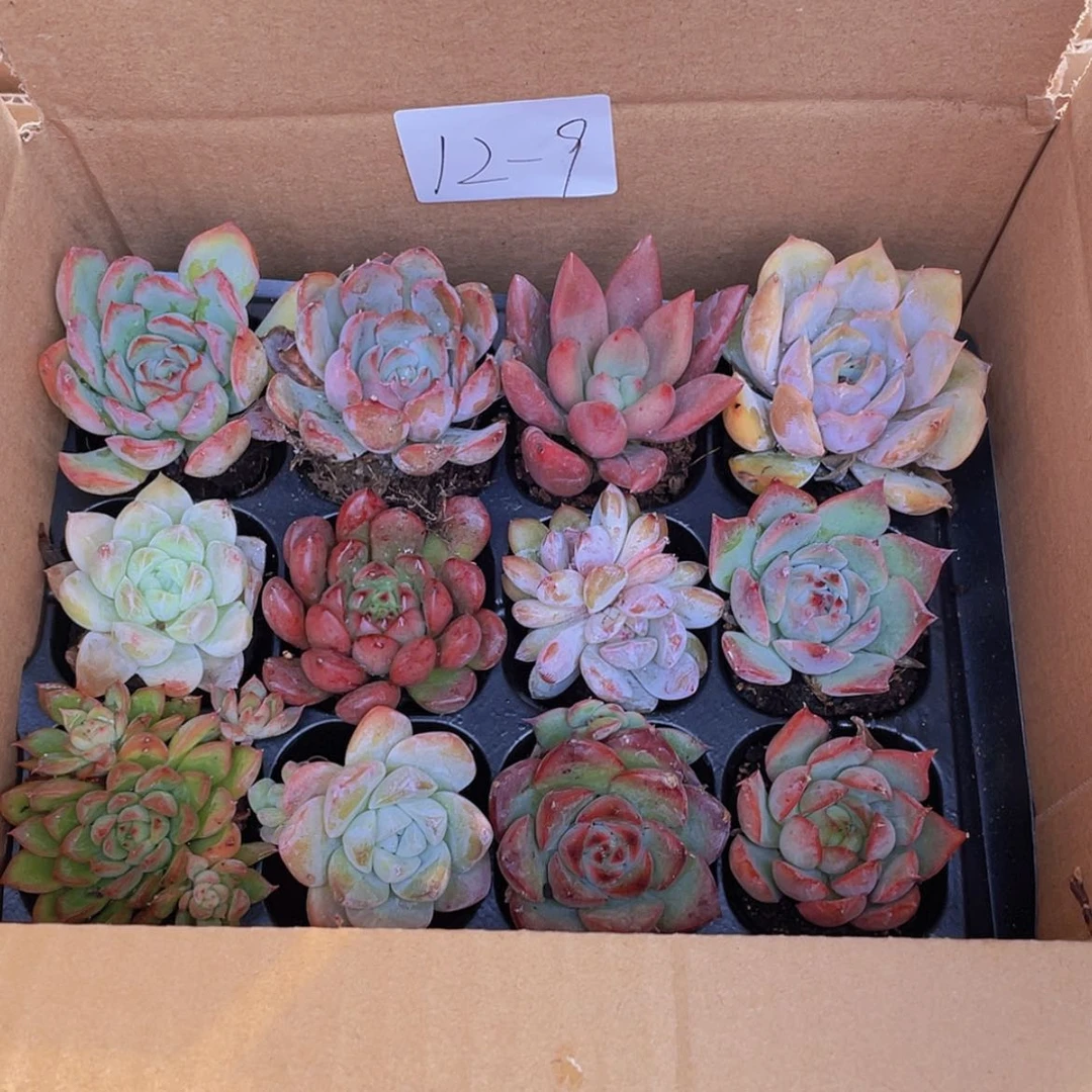 【闪购商品】12颗-9