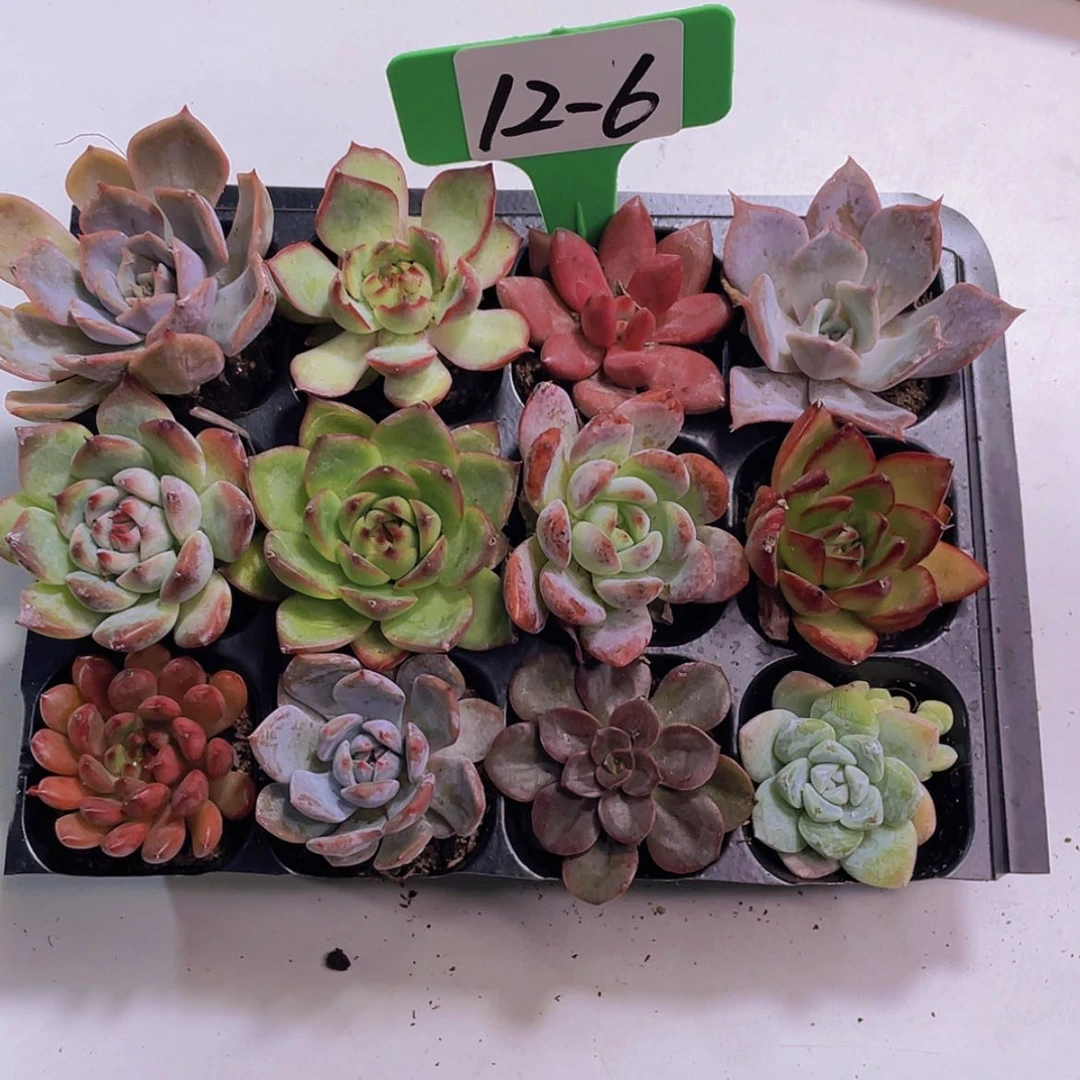 【闪购商品】12颗-6