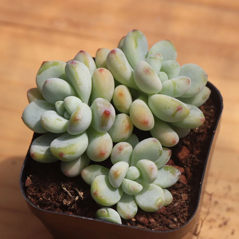 多肉植物【劳尔】满9.9元包邮发货 以直播间实物为准 颜色会变化