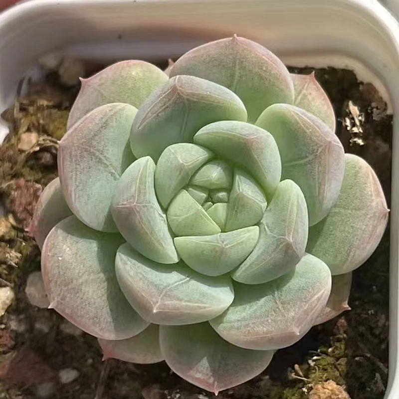 多肉【美梦】满9.9元包邮发货 以直播间实物为准 颜色会变化