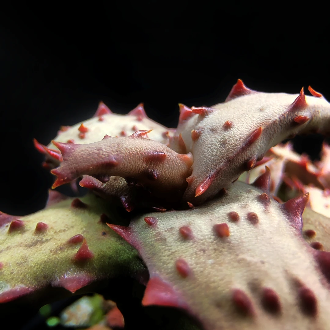 实生园艺芦荟带根沙漠多肉植物-卡杂火红粗刺【小白君の多肉王国】