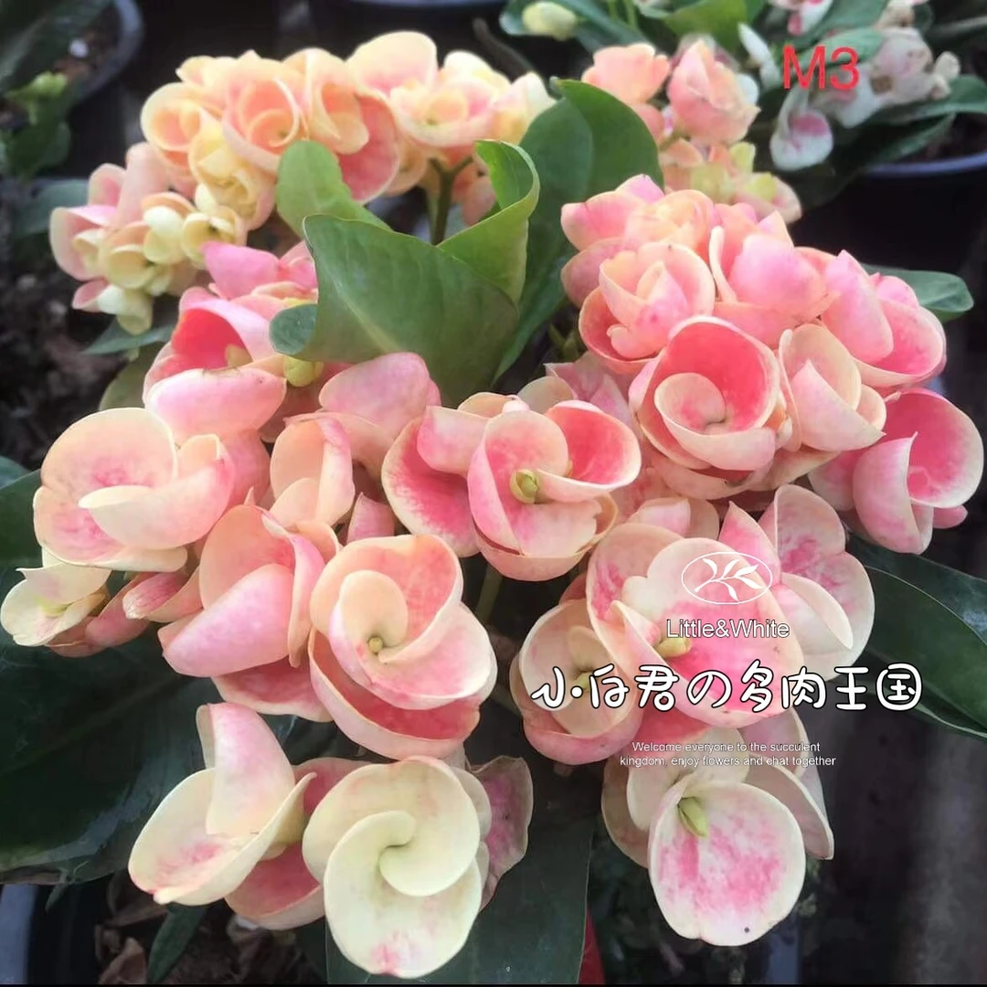 (爆米花)-新品泰国进口虎刺梅多肉植物小苗【小白君の多肉王国】