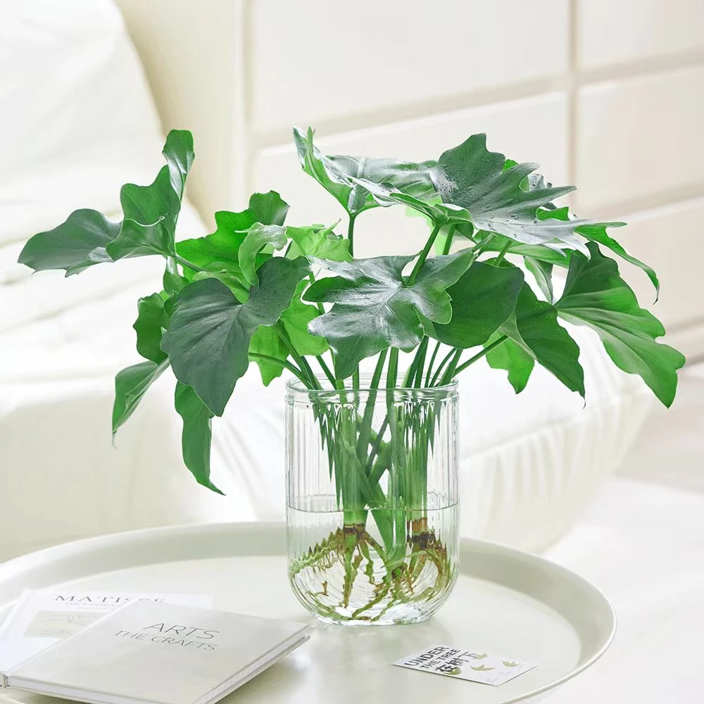 【送U型瓶】水培春羽四季常青室内盆栽水培植物小天使好养美观办公