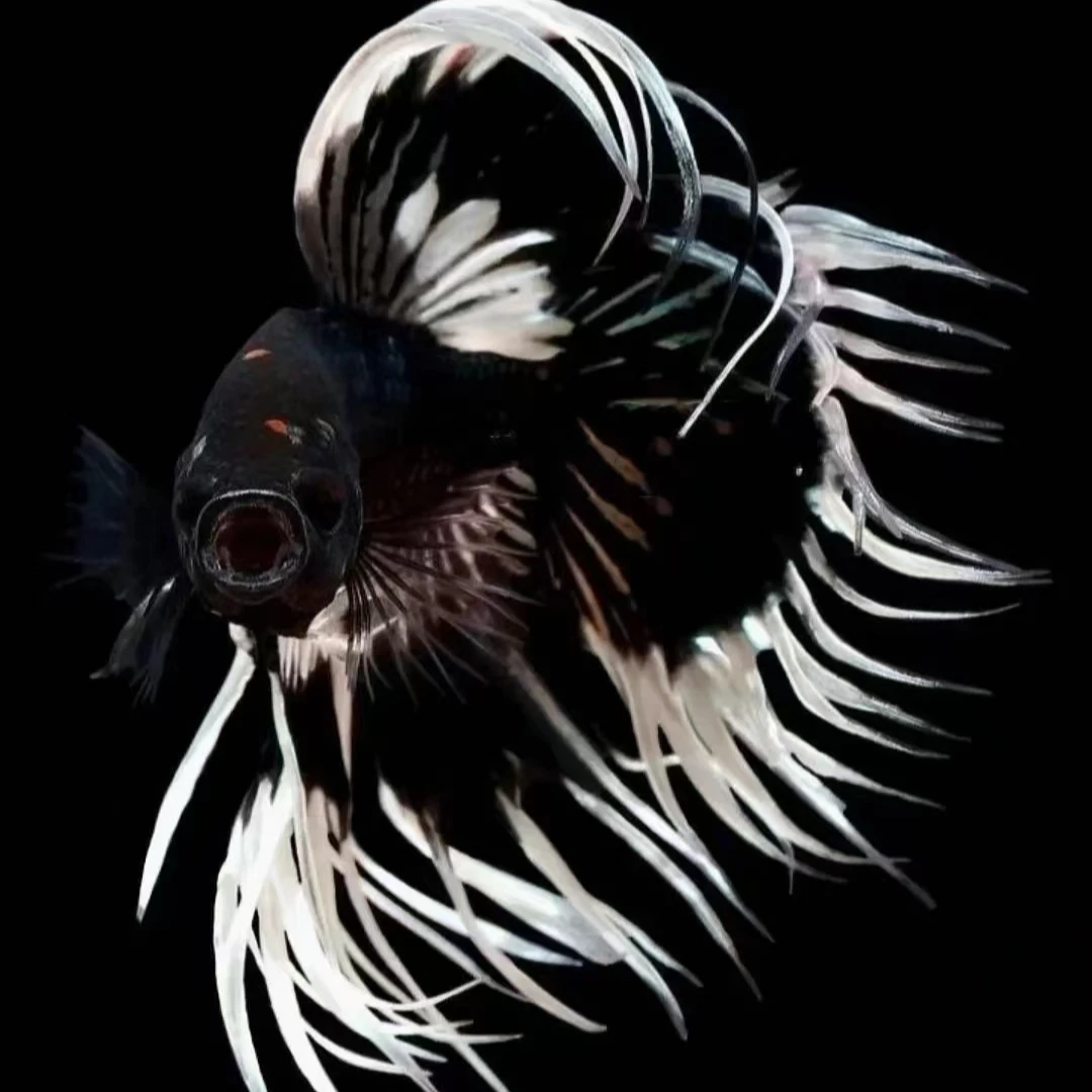 217号-240号精品泰国小型观赏鱼斗鱼半月狮王将军斗鱼