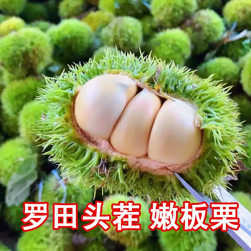 罗田板栗2025新货白壳嫩板栗带壳饱满板栗新鲜生板栗包赔